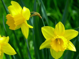 daffodils-634463_960_720